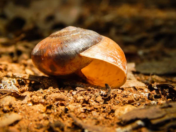 Empty Snail Shell Red Soil — Stock Photo, Image