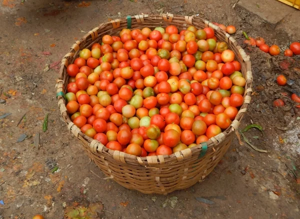 Kosz Pomidorów Gotowy Sprzedaży Całym Rynku Warzyw Indiach — Zdjęcie stockowe