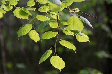 Limon ağacı bahar ormandaki yumuşak güneş ışığı yeşil yaprakları