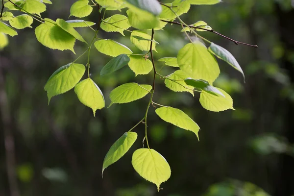Limon ağacı bahar ormandaki yumuşak güneş ışığı yeşil yaprakları