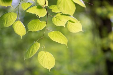 Limon ağacı bahar ormandaki yumuşak güneş ışığı yeşil yaprakları 