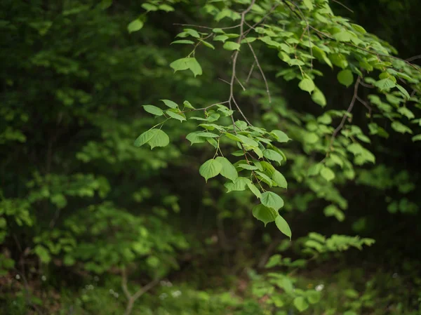 Limon ağacı bahar ormandaki yumuşak güneş ışığı yeşil yaprakları 