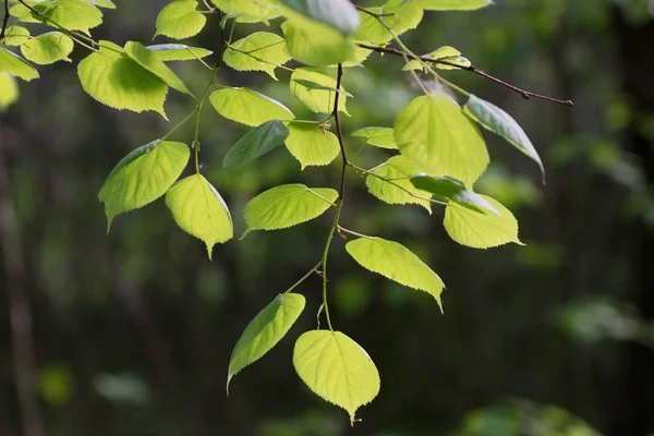 Limon ağacı bahar ormandaki yumuşak güneş ışığı yeşil yaprakları 