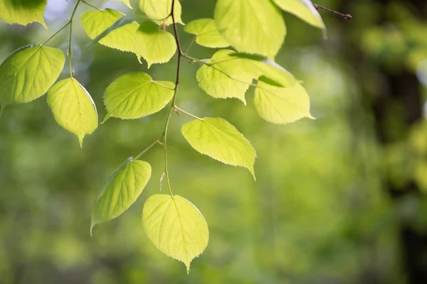 Limon ağacı bahar ormandaki yumuşak güneş ışığı yeşil yaprakları 