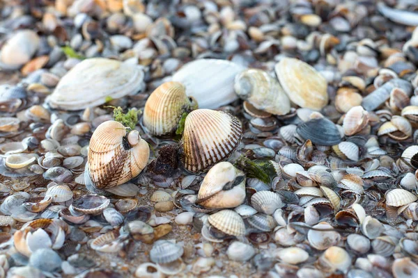Yaz güneşli günde deniz suyunda Bivalve kabukları alt açık kabukları bir arka plan üzerinde. Üzerlerine düşen berrak suda lavabolar güneş ışığında parıldayan