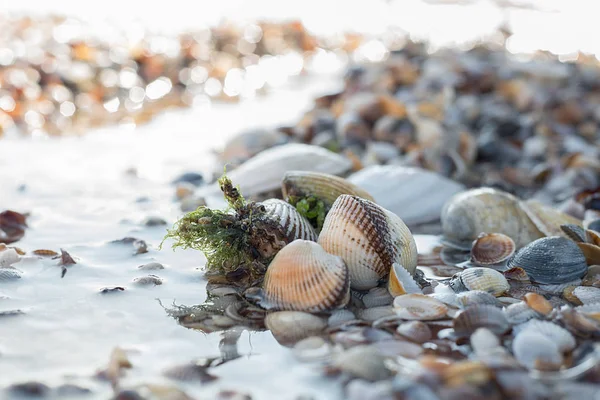 Deniz suyu yaz güneşli günde bir arka plan alt açık kabukları, kabuklu kabuğu