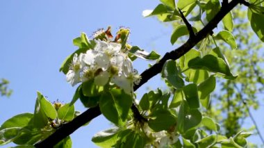 Ağaçlar ve dalları çiçek armut ve elma açık havada bahar pembe renk