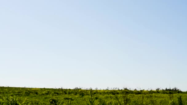 Field Young Green Unripe Wheat Blue Sky Going Horizon — Stock Video