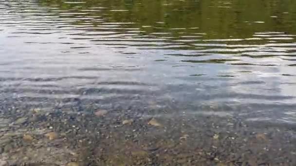 夏と冬は岩の下 小さな小石や小さな電流で川のきれいな水 — ストック動画