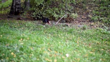 Yeşil bir şehirde Park köpek Yorkshire Terrier boşalttı 