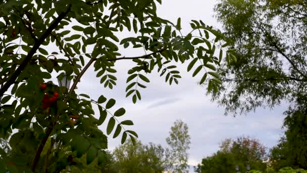 Groene Bomen Bladverliedige Naald Het Park Gebied Van Stad Herfst — Stockvideo