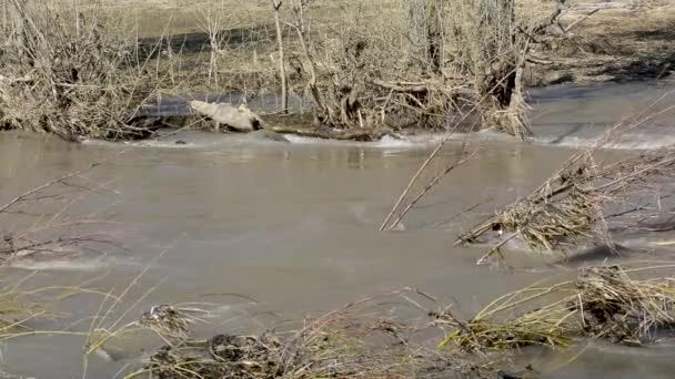 Aufgetautes Klares Wasser Fließt Nach Dem Winter Wald Unter Dem — Stockvideo