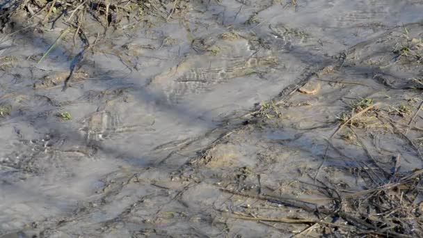 Çözdürülen Berrak Suları Akış Dalgaların Karaya Attığı Odun Altında Ormanda — Stok video