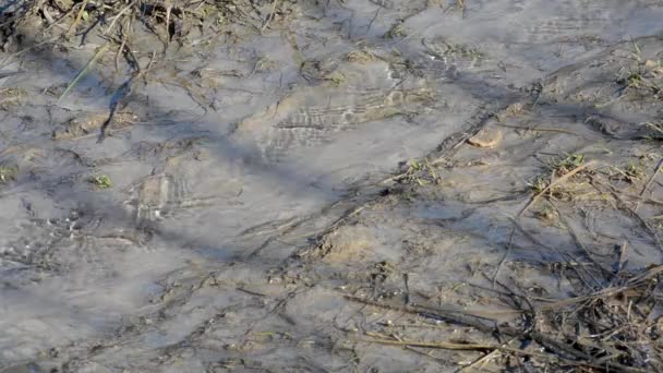 Aufgetautes Klares Wasser Fließt Nach Dem Winter Wald Unter Dem — Stockvideo