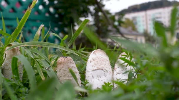 Mushrooms White City Green Grass Background High Rise Buildings — Stock Video