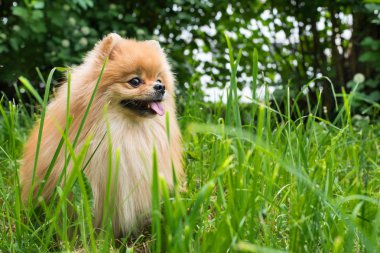 Turuncu köpek Spitz yeşil çimenlerin üzerinde bir yaz parkta yürüyor. Spitz yetişkin köpek bireysel oturuşta yeşil çim güzel havalarda açık havada yaz aylarında