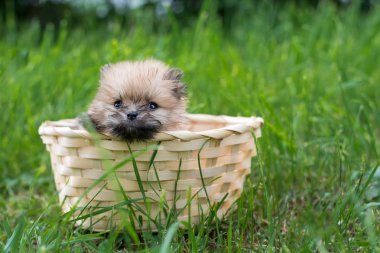 Spitz kukla yeşil bir arka plan üzerinde bir sepet içinde açık havada, tüylü küçük köpekler çimen