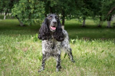 Yetişkin siyah Cocker Spaniel beyaz benekli City Park yeşil çimenlerin üzerinde 