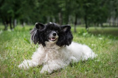Arka plan ağaç ve otların üzerine sıcak havalarda yaz aylarında açık havada Park içinde yatan yetişkin Çin tepeli