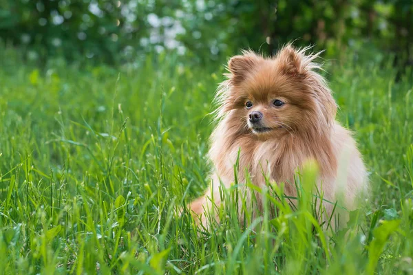 Die Orangefarbene Hundespitze Spaziert Einem Sommerpark Auf Dem Grünen Gras — Stockfoto