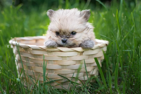 Spitz kukla yeşil bir arka plan üzerinde bir sepet içinde açık havada, tüylü küçük köpekler çimen