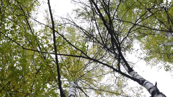 Outono Folhas Amarelas Verdes Árvores Ramos Contra Troncos Céu — Vídeo de Stock