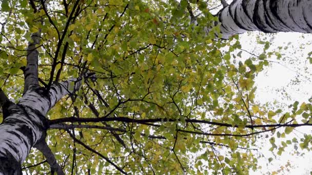 Outono Folhas Amarelas Verdes Árvores Ramos Contra Troncos Céu — Vídeo de Stock