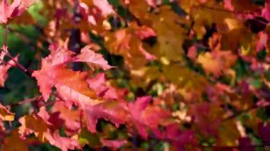 Rüzgarda sonbahar güneşli havalarda açık havada sallanan kırmızı sonbahar yaprakları 