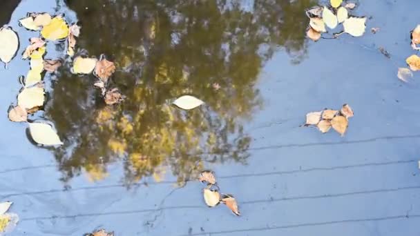 Otoño Hojas Amarillas Abedules Flotan Charco Cuando Sopla Viento Volando — Vídeos de Stock