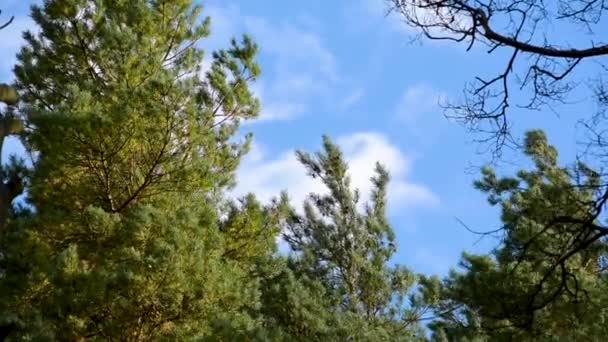 Laub Und Nadelbäume Park Der Stadt Herbst Vor Blauem Himmel — Stockvideo