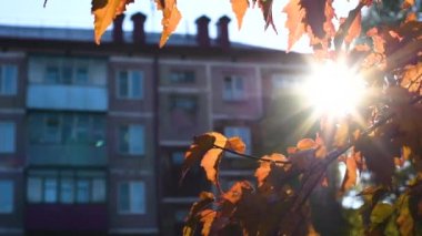 İyi bir hava açık havada ağaçlarda sonbahar renkli yeşillik ile güneş parlar. Güneş sıcak ışınları ve bitki örtüsü yollarını bir sonbahar gününde yapmak.