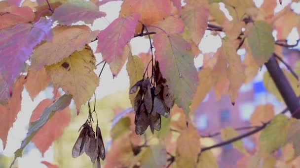 Kleurrijke Bladeren Van Rowan Esdoorn Berk Allerlei Loofbomen Herfst Dag — Stockvideo