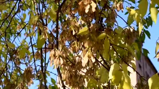 Foglie Colorate Rowan Acero Betulla Vari Alberi Decidui Nella Giornata — Video Stock