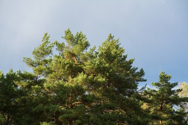 Mavi gökyüzü ve çok katlı binalar Swinging dalları rüzgar karşı sonbaharda city Park alanı yeşil yapraklı ve iğne yapraklı ağaçların 