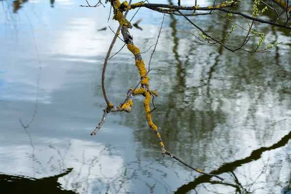 Der Fluss Fließt Unter Den Alten Weiden Die Ihre Äste — Stockfoto