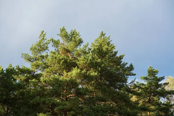 Mavi gökyüzü ve çok katlı binalar Swinging dalları rüzgar karşı sonbaharda city Park alanı yeşil yapraklı ve iğne yapraklı ağaçların 