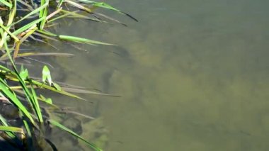 Nehir akar eski söğüt ağaçlarının altında kendi dallarında suya eğildi. 