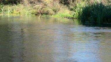 Nehir akar eski söğüt ağaçlarının altında kendi dallarında suya eğildi. 