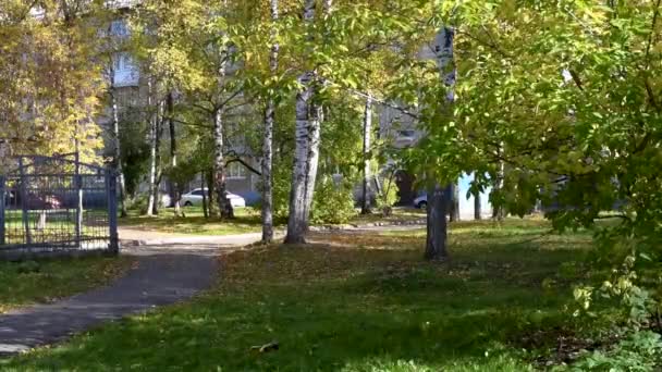 Green Trees Deciduous Coniferous Park Area City Autumn Blue Sky — Stock Video