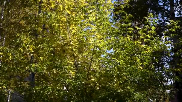 都会の青空および多階建て建物風に振動枝に対して秋の公園地区には緑の木々 針葉樹と広葉樹 — ストック動画