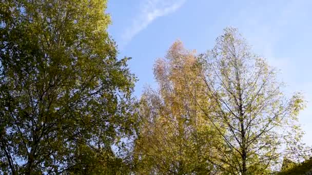 Green trees deciduous and coniferous in the Park area of the city in the autumn against the blue sky and multi-storey buildings Swinging branches in the wind — Stock Footage Green Trees Deciduous Coniferous Park Area City Autumn Blue Sky Video Clip