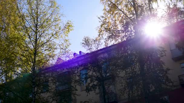 야외에서 나무의 화려한 단풍을 태양이 빛난다 — 비디오