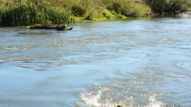 Весна Полноводная Река Холодной Водой Сильным Течением Фоне Зеленых Берегов — стоковое видео