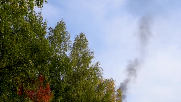 在阳光明媚的天气中 桦木和各种落叶树在晴朗的气候下 在风中冲破蓝天和城市高层建筑 — 图库视频影像