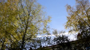 Rowan, akçaağaç, huş ağacı ve çeşitli yaprak döken ağaçlar sonbahar gün rüzgara karşı mavi gökyüzü güneşli hava mola ve şehrin yüksek binalar içinde renkli yaprakları  