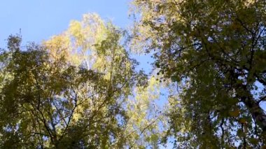 Rowan, akçaağaç, huş ağacı ve çeşitli yaprak döken ağaçlar sonbahar gün rüzgara karşı mavi gökyüzü güneşli hava mola ve şehrin yüksek binalar içinde renkli yaprakları  