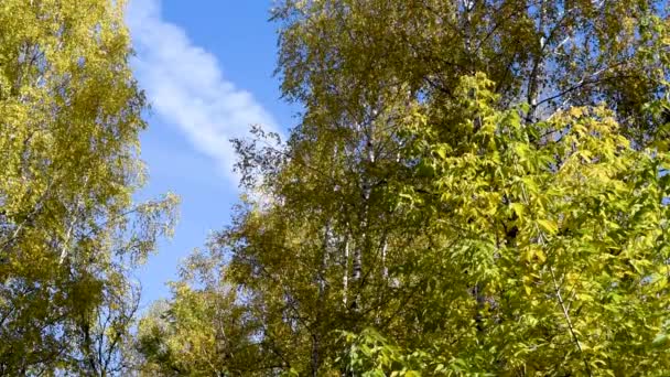 Kleurrijke Bladeren Van Rowan Esdoorn Berk Allerlei Loofbomen Herfst Dag — Stockvideo