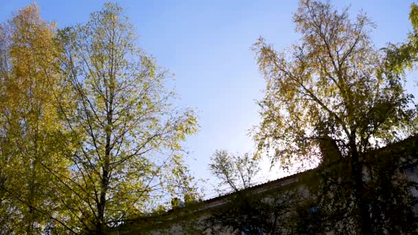 Bunte Blätter Von Eberesche Ahorn Birke Und Verschiedenen Laubbäumen Herbsttag — Stockvideo