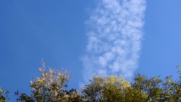 Foglie Colorate Rowan Acero Betulla Vari Alberi Decidui Nella Giornata — Video Stock