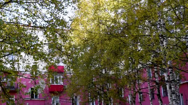 단풍나무 자작나무와 하늘에 바람에 화창한 휴식과 시내에서 건물에서가 나무의 다채로운 — 비디오